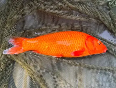 Grosso pesce arancione nel guadino, appena pescato al Lago La Fenice