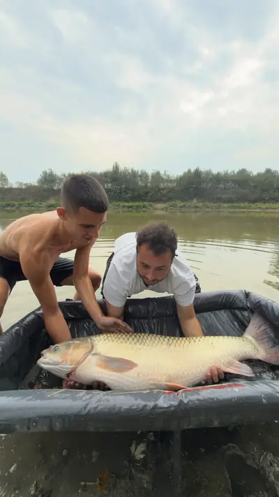 Carpa su materassino di slamatura in riva al lago, a Rocca d'Arazzo