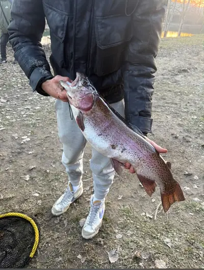 Trota iridea appena pescata, tenuta in mano sulla sponda