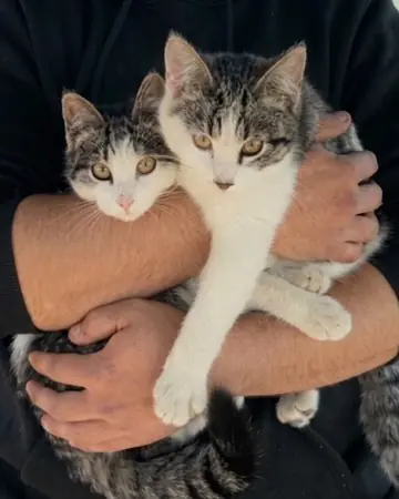 Atena ed Eva, le due gattine del Lago La Fenice, in braccio