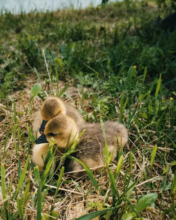 Mimi e Coco, le due paperelle mascotte del Lago La Fenice, nell'erba vicino al lago